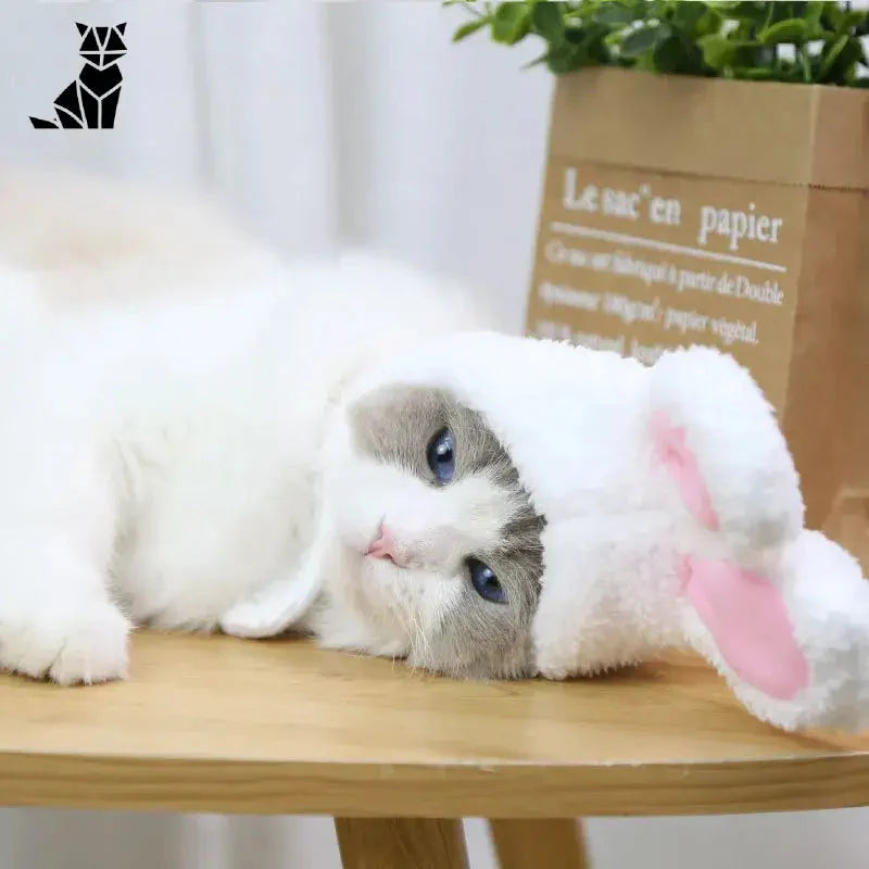 Chat blanc coiffé d’un bonnet de lapin doux et mignon, reposant sur une table en bois montrant de la douceur