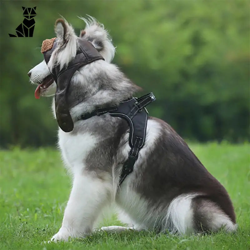 Bonnet pour Chien Aviateur Tour du Monde