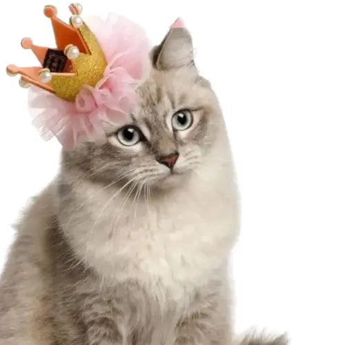 Chapeau pour Chat Princesse Transparent Background