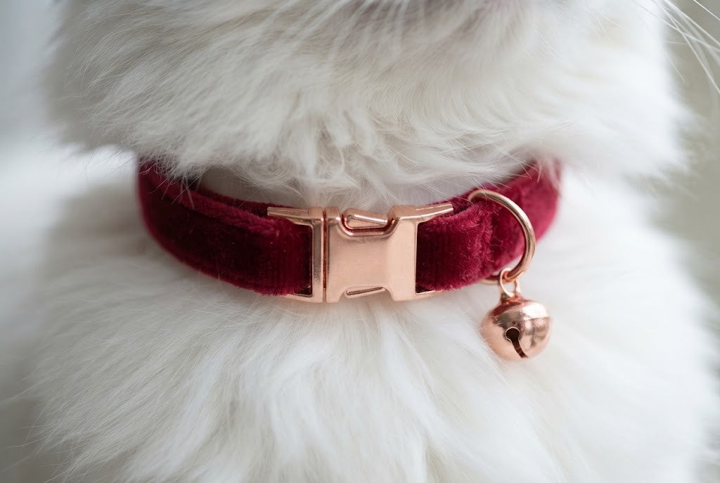 Velours doux et boucle dorée