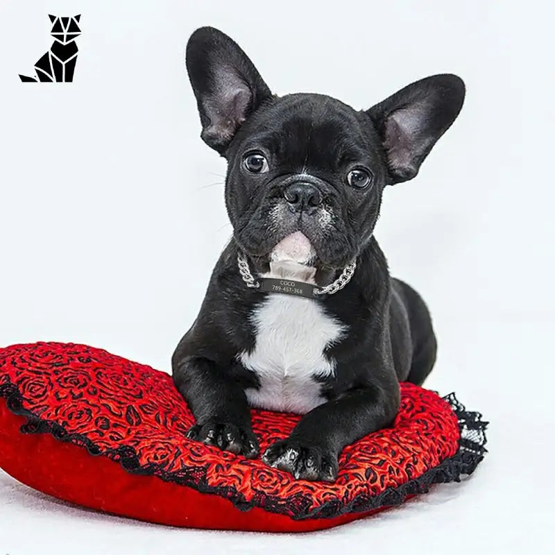 Petit chien assis sur un coussin rouge, présenté dans Collier personnalisé pour chat, chaton, chiot et petit chien