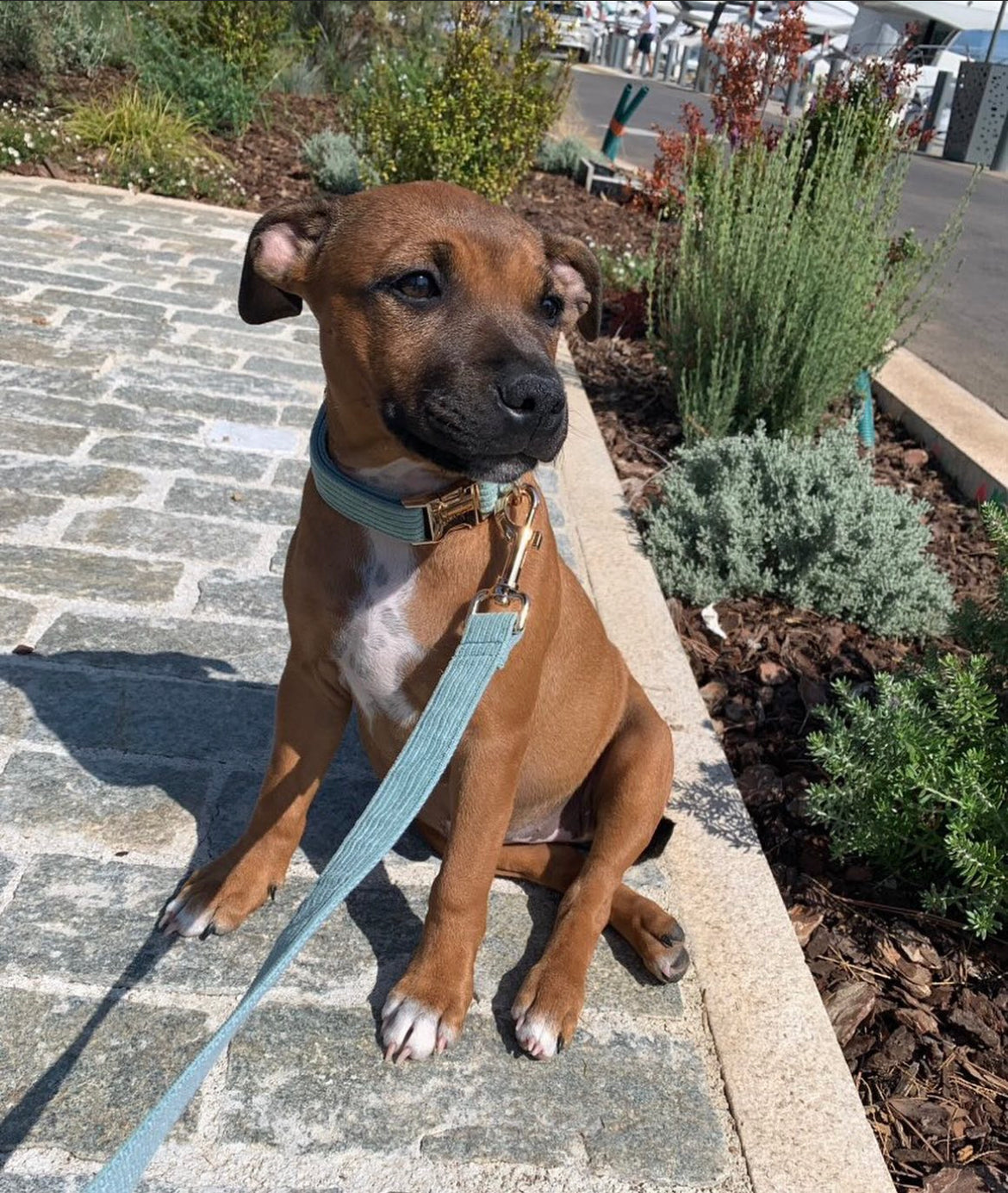 Collier Chien Personnalisé Velours Côtelé Bleu Ciel