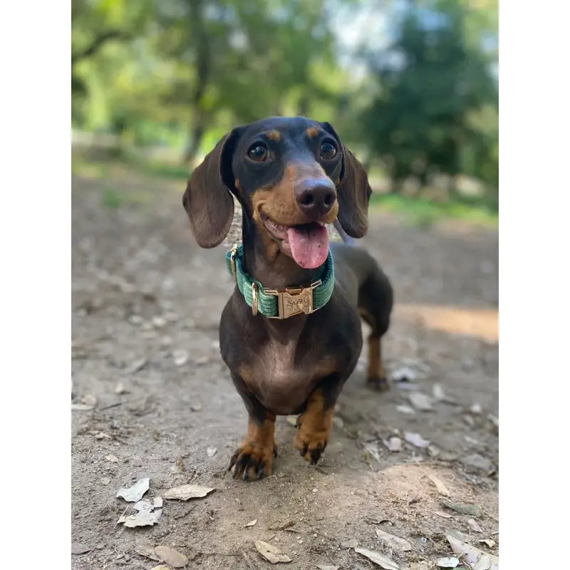 Collier Chien Personnalisé Velours Côtelé Vert