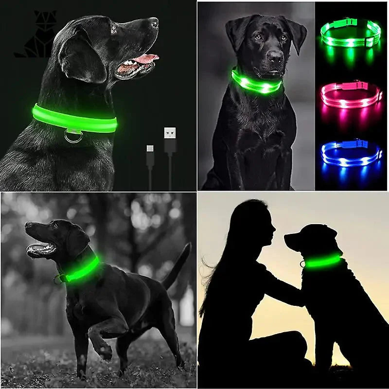 Collier lumineux pour chien