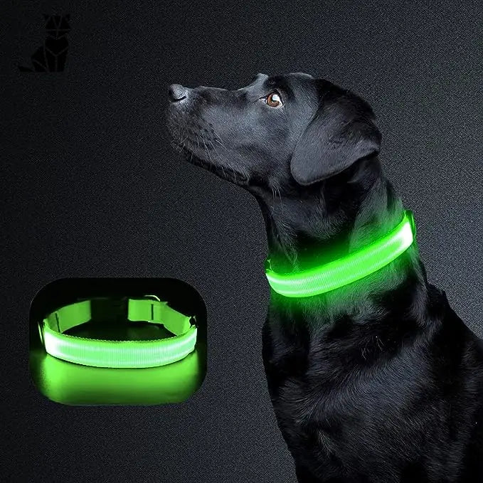 Collier lumineux pour chien : Collier lumineux affiché sur un chien