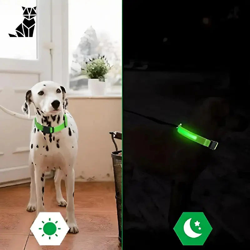 Collier lumineux pour chien avec lumière verte au sol - collier lumineux