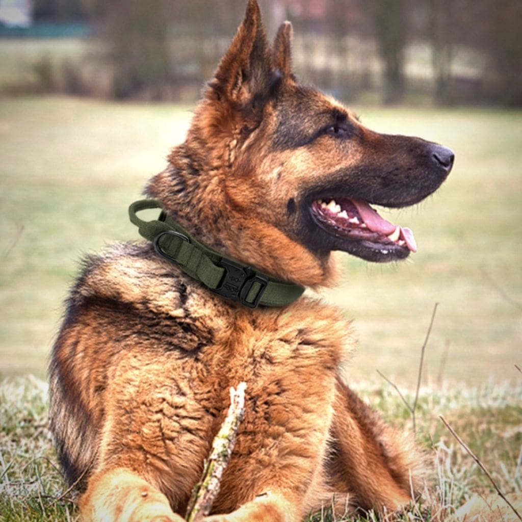 Collier tactique pour chien