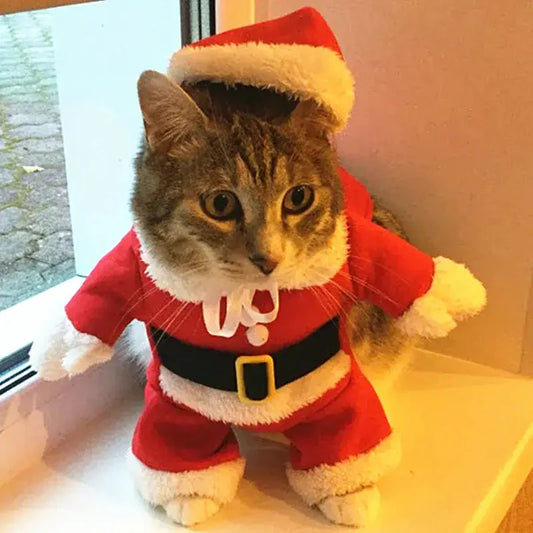 Chat mignon en costume de Père Noël - Costume de Noël pour chat festif
