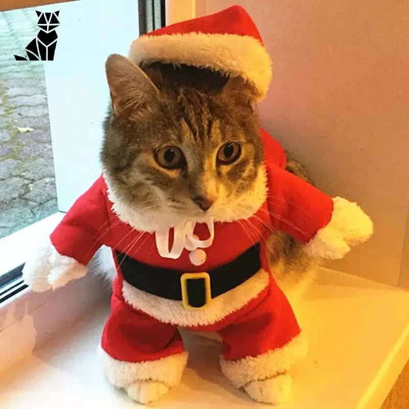 Adorable chat en costume de Noël de chat festif comme le Père Noël, parfait pour les fêtes de fin d’année !