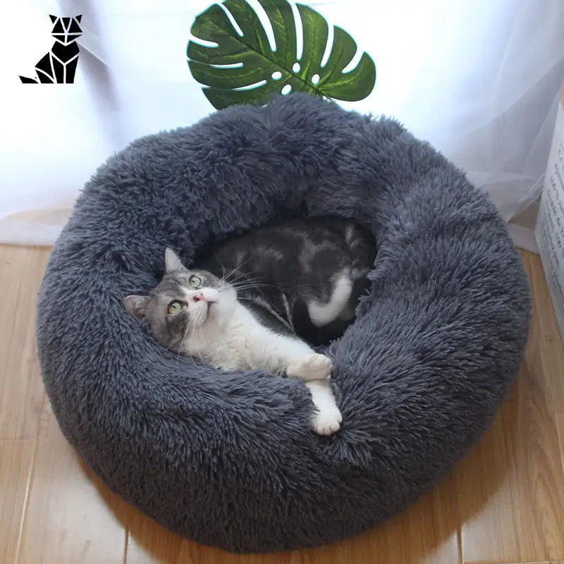 Coussin pour chat ❘ NuageCats™