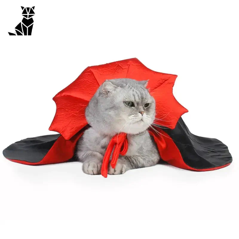 Chat en costume d’Halloween : parapluie rouge et chapeau noir - Fun & Comfortable Outfit