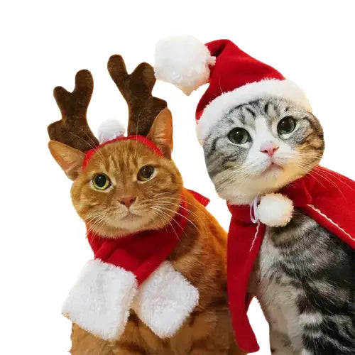 Deux chats en costume d’Halloween : Chapeaux et écharpes de Noël déguisement pour chats Transparent Background