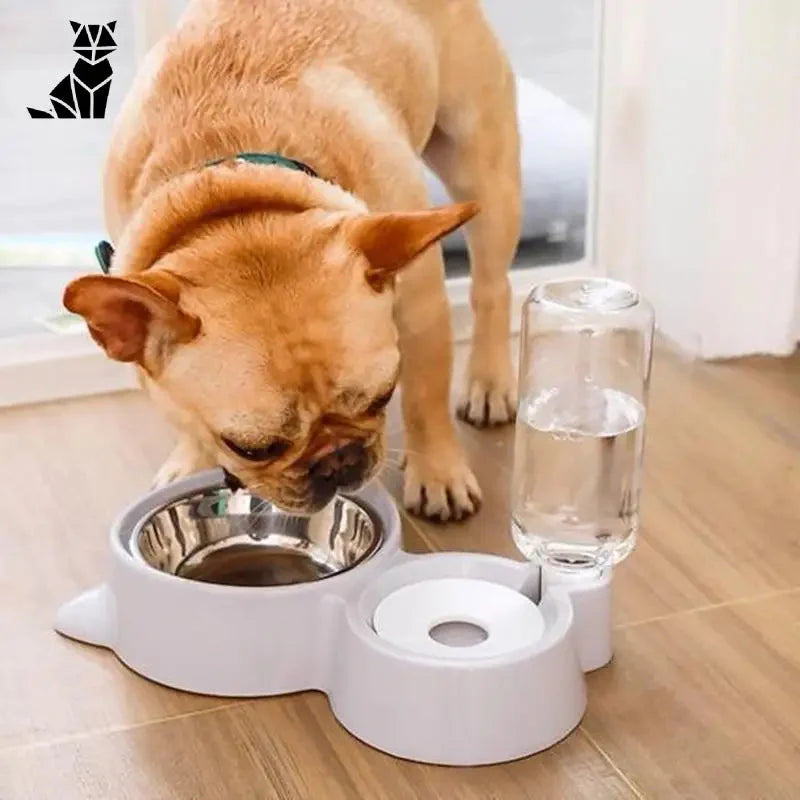 Chien buvant de l’eau dans une double gamelle : Nourriture et eau - Idéal pour les chiens et les chats