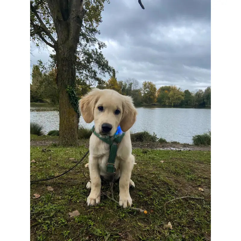 Kit Complet Chien Personnalisé Velours Côtelé Vert