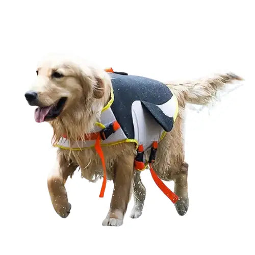 Chien en gilet de sauvetage Shark, avec un design élégant et une flottabilité optimale dans l’eau Transparent Background