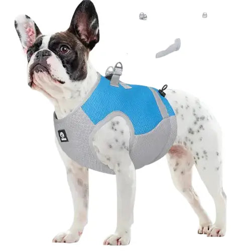 Un chien heureux qui profite de l’eau avec la veste rafraîchissante Optimal Comfort pour des journées sûres et amusantes Transparent Background