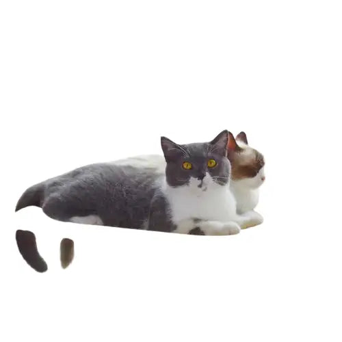 Hamac pour chat | CozyView™ Transparent Background