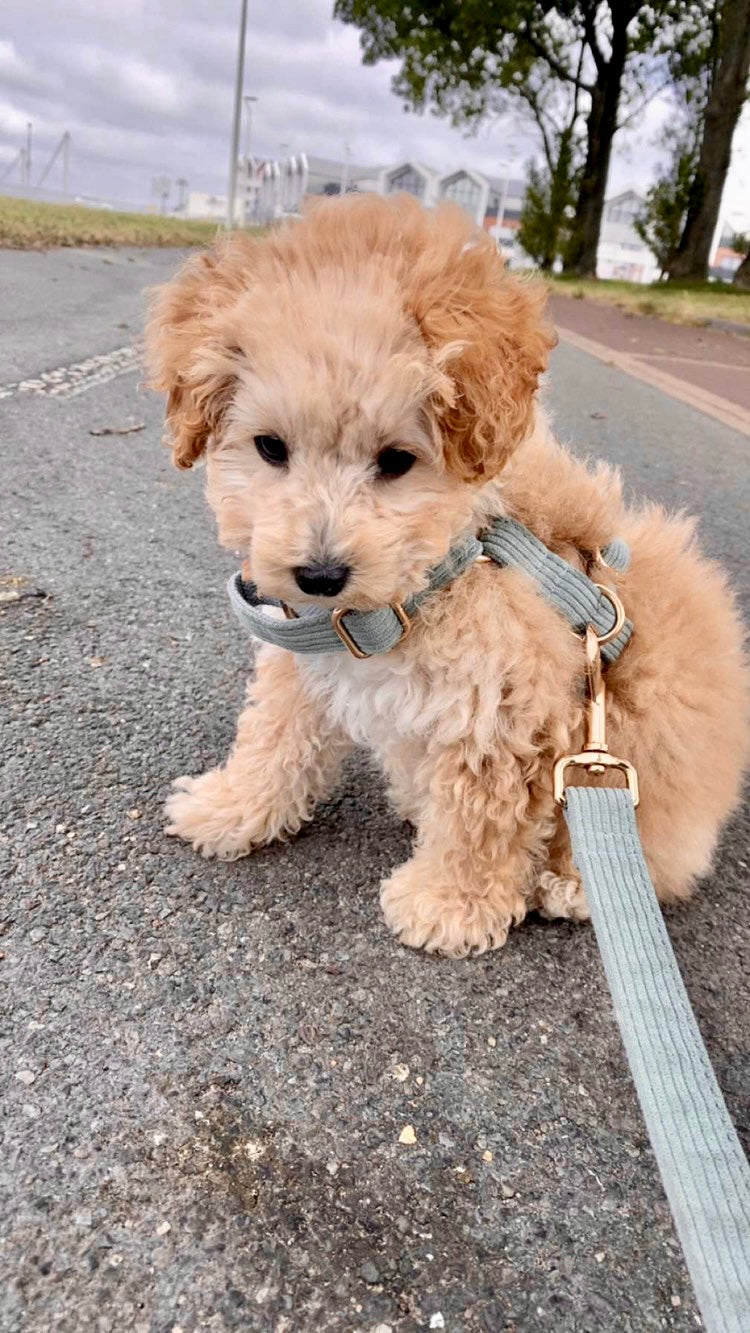 Harnais Chien Personnalisé Velours Bleu Ciel