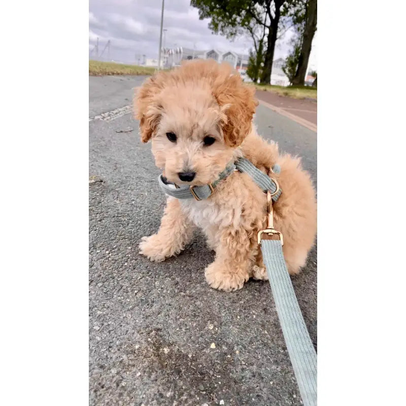 Harnais Chien Personnalisé Velours Bleu Ciel
