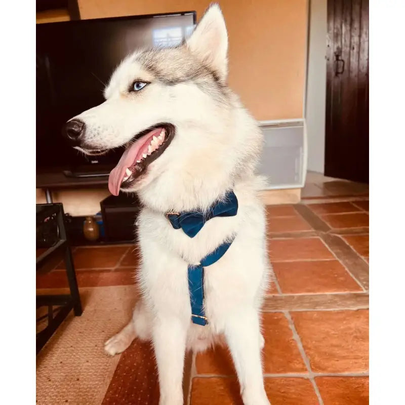 Harnais Chien Personnalisé Velours Lisse Bleu Marine