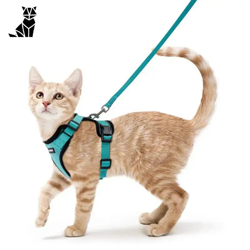 Harnais Pour Chaton Petzeal: Belles Promenades En Petite Taille