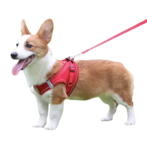 Harnais en nylon pour chien Transparent Background