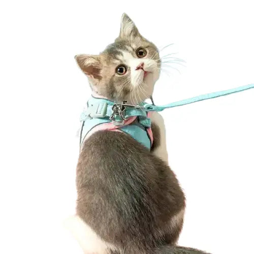 Harnesscat™ + Laisse Offerte: Sécurité Et Style Pour Votre Félin Transparent Background