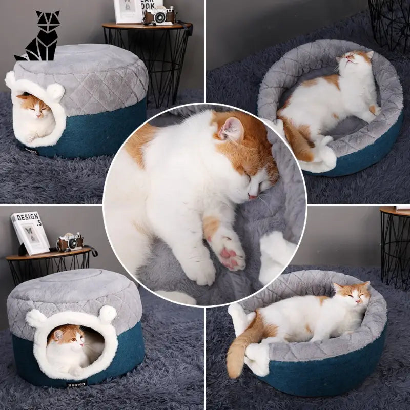 Images d’un chat se prélassant dans ’The Cozy Bed for a Small Dog’ - Petit Chien Lit sur un tapis