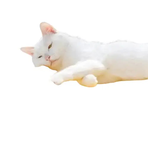 Lit Pour Chat En Hauteur: Le Repos Parfait Pour Votre Félin Bien-aimé Transparent Background