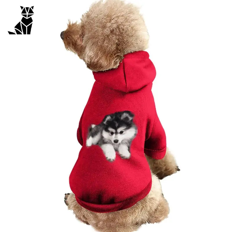 Chien en pull rouge avec husky noir et blanc, mettant en valeur le manteau chaud et respirant pour les saisons froides des animaux de compagnie