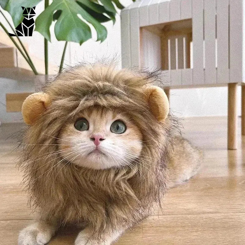 Chat portant un manteau en velours corail avec une crinière de lion, accessoire en velours doux