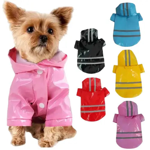 Petit manteau imperméable pour chien : un chien en manteau réfléchissant sous la pluie Transparent Background