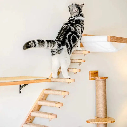 Chat grimpant sur un mur d’escalade pour chats - un espace de jeu vertical unique