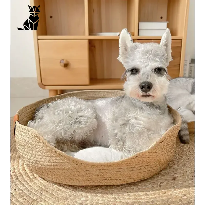 Petit chien dans le panier ’Cozy Woven Bamboo Nest for Small Dogs’