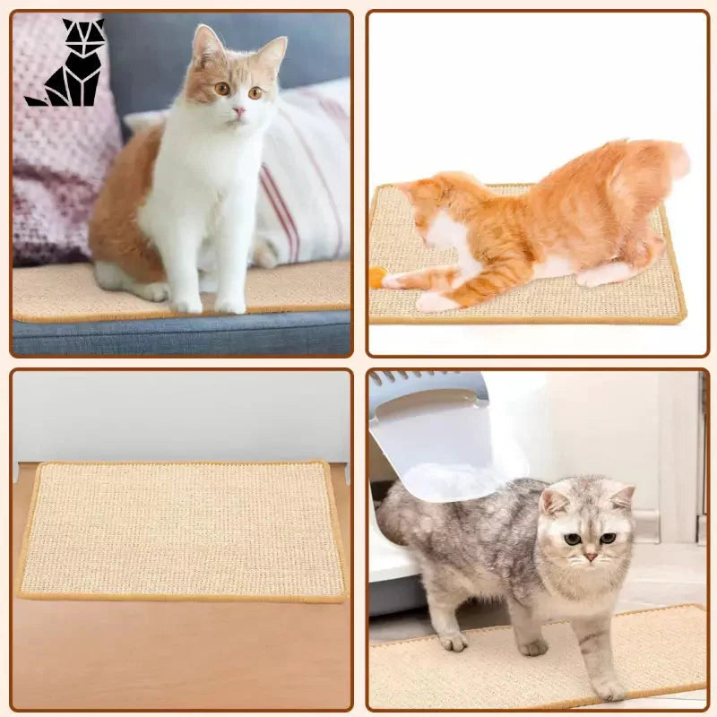 Quatre chats profitent d’un confortable tapis griffoir en sisal sur un tapis douillet