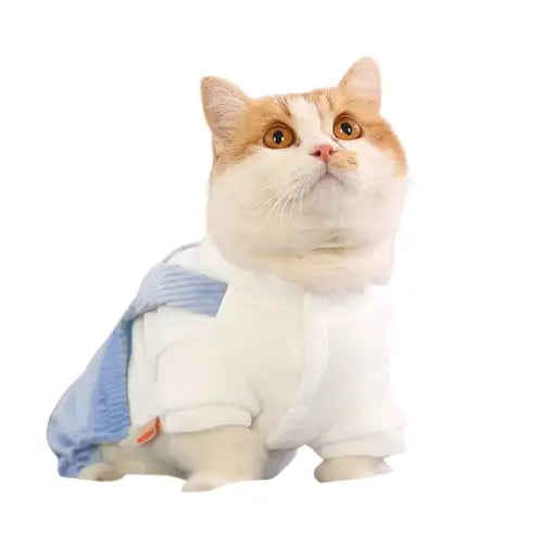 Chat portant des vêtements saisons froides, chemise blanche et bleue - Warm Clothes for Cats Transparent Background